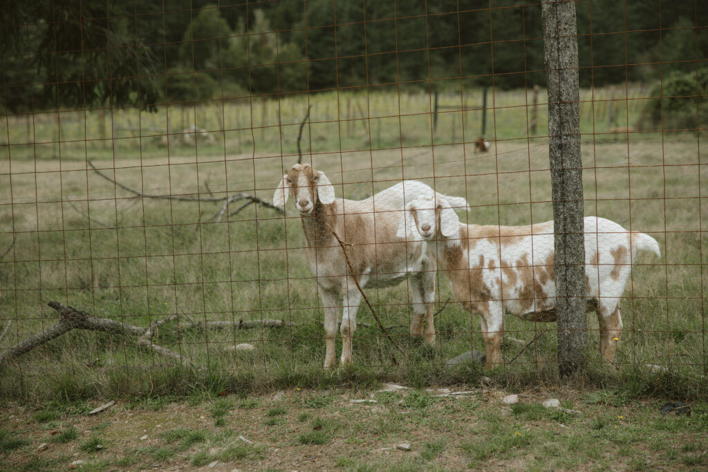 Goats on the farm at Friday Harbor during a wedding
