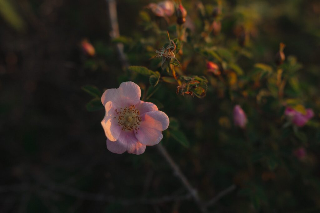 Flower on Whidbey Island